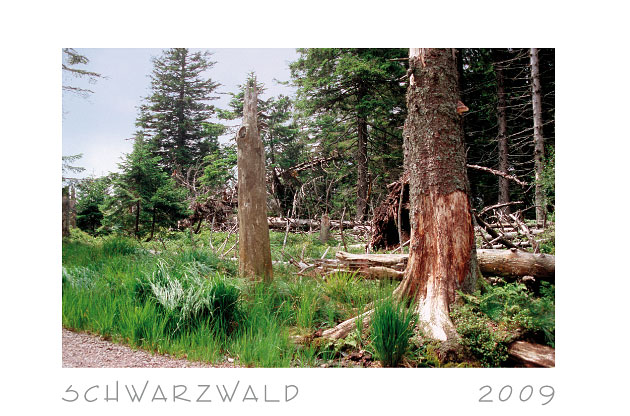 Schwarzwald 2009