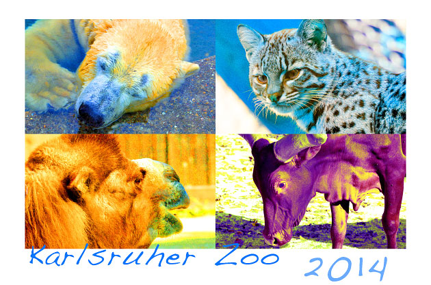 Zoo 2014