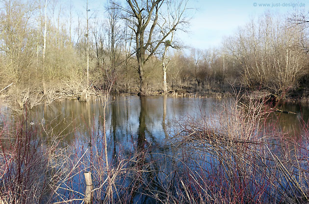 Altrhein bei Au am Rhein