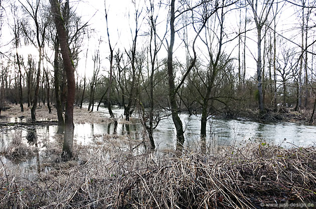 Hochwasser bei Au am Rhein
