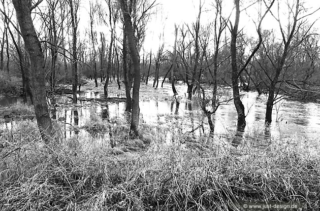 Hochwasser bei Au am Rhein