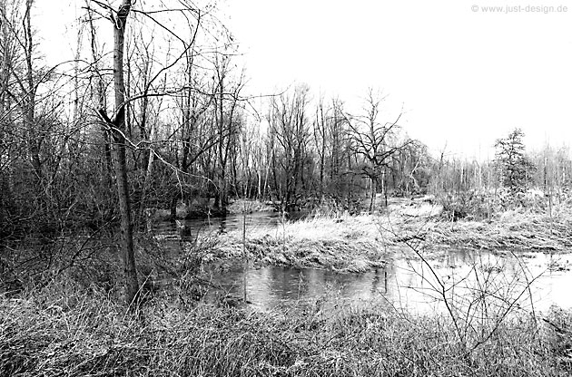 Hochwasser bei Au am Rhein