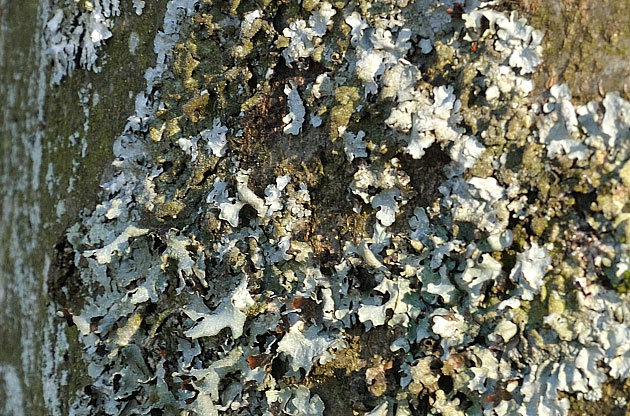 Baumstamm mit Flechten