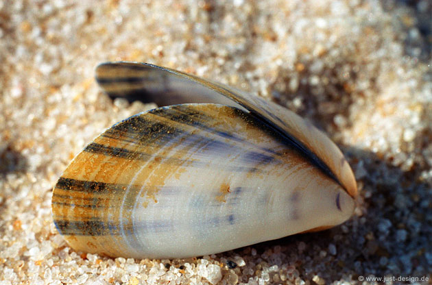 Muschel