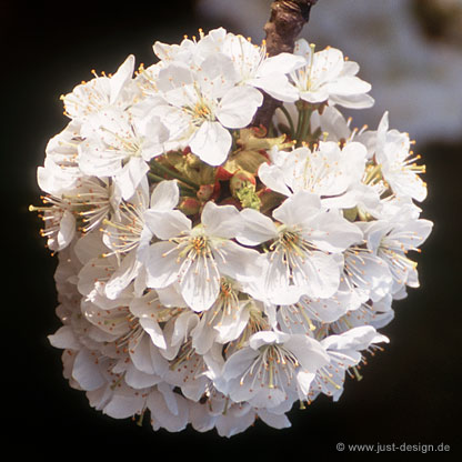 Kirschblüte