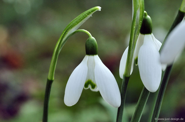 Schneeglöckchen