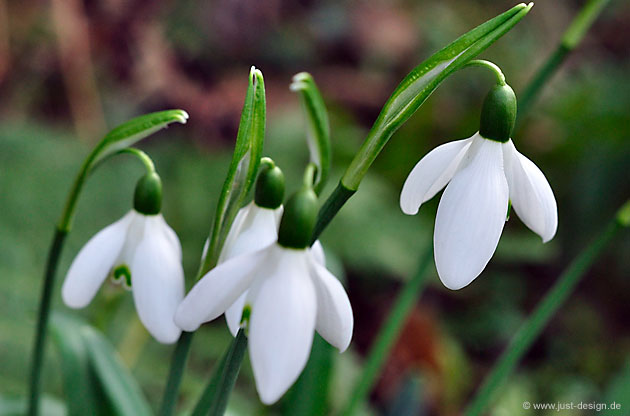 Schneeglöckchen