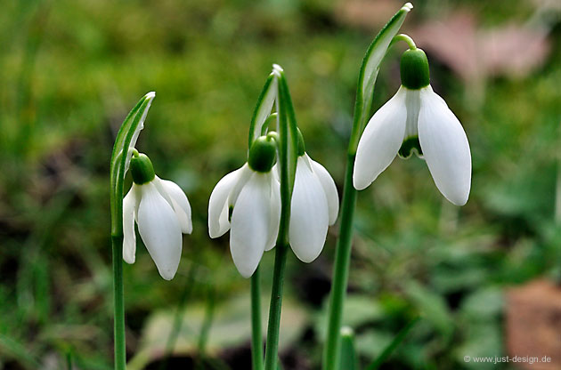 Schneeglöckchen