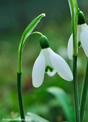 Schneeglöckchen