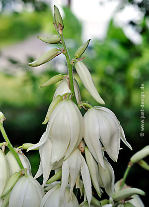 Yucca Blüte