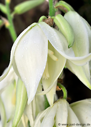 Yucca Blüte