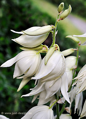 Yucca Blüte