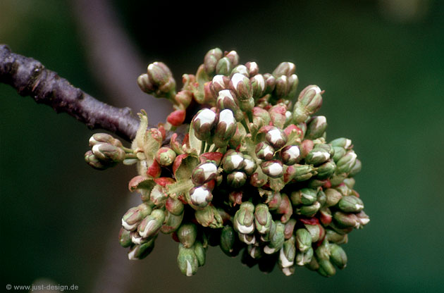 Kirschblüte