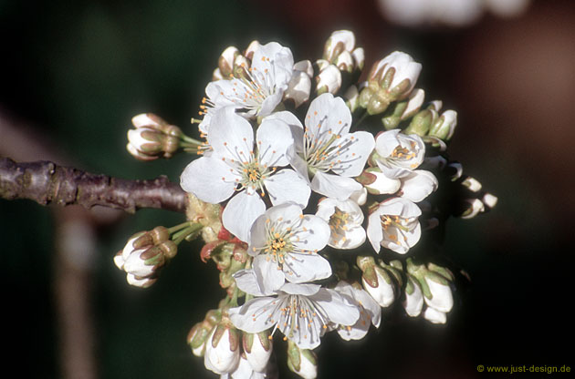 Kirschblüte
