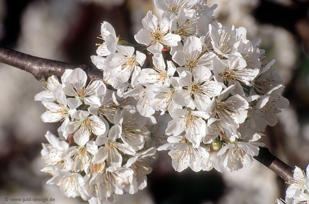 Kirschblüte