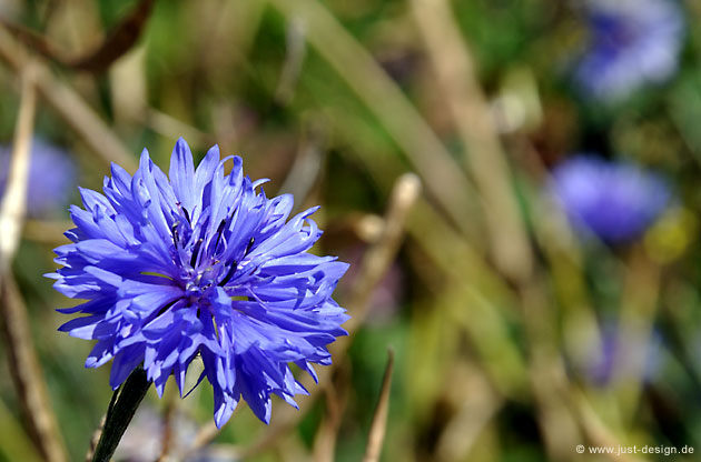 Kornblume