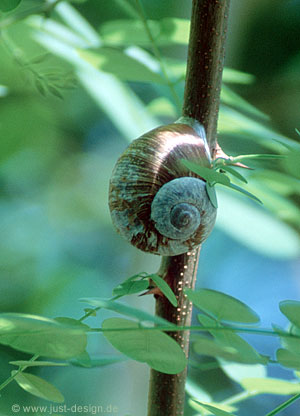 Weinbergschnecke