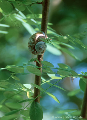Weinbergschnecke