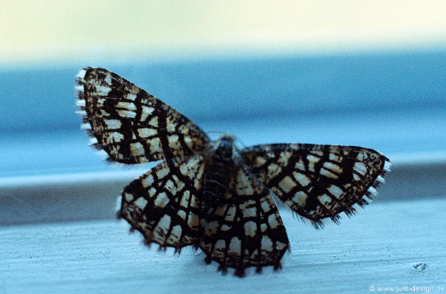 Gitterspanner (Chiasmia clathrata)