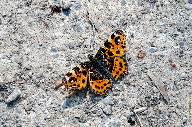 Landkärtchen (Araschnia levana)