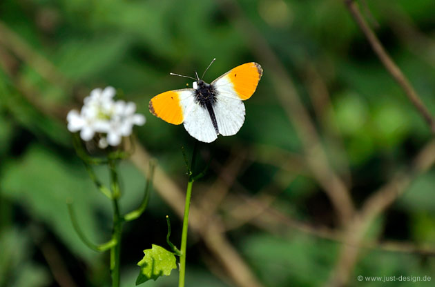 Aurorafalter (Anthocharis cardamines)