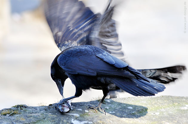 Krähe mit erbeutetem Fisch