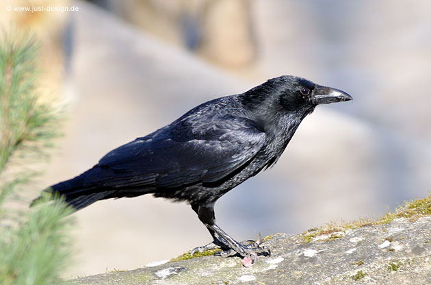 Krähe